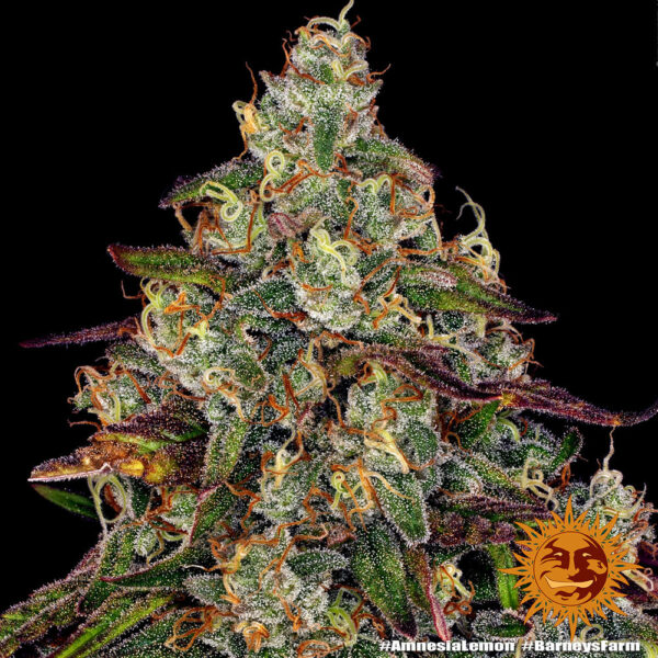 Amnesia Lemon - Image 4