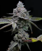 A cannabis plant grown from Apple Fritter seeds by Barney's Farm Company.
