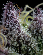 APPLE FRITTER - Image 2
