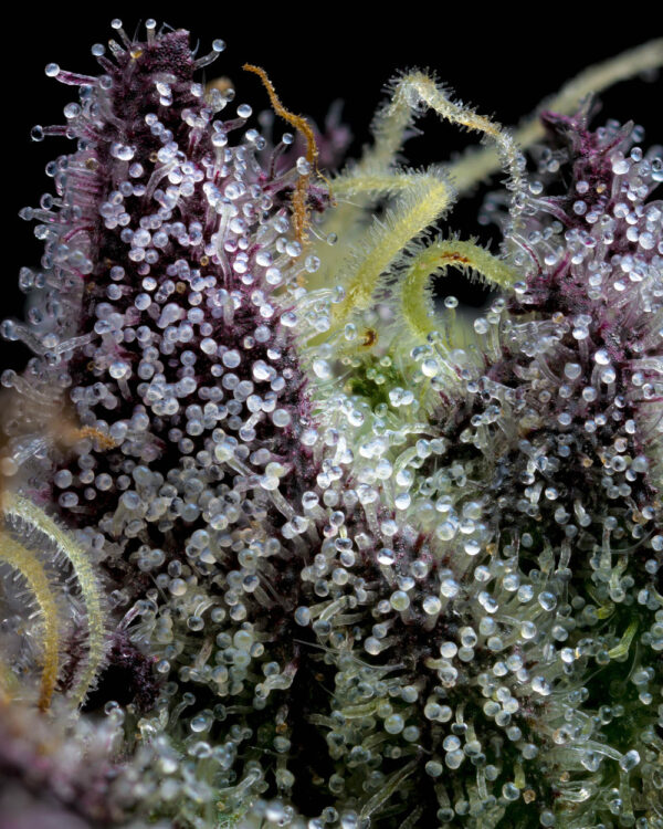 APPLE FRITTER - Image 2