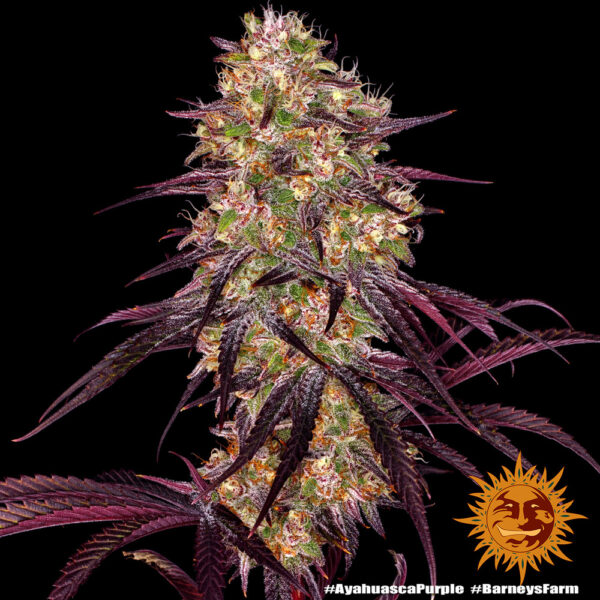 AYAHUASCA - Image 1