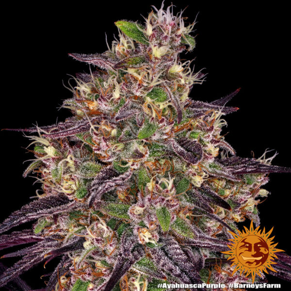 AYAHUASCA - Image 3
