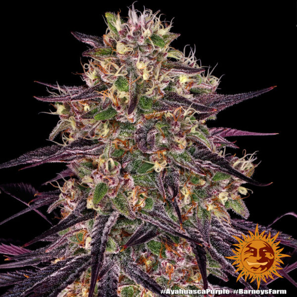 AYAHUASCA - Image 4