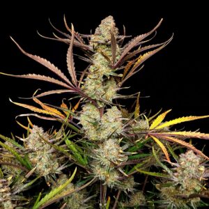 Apple Strudel Auto™ cannabis bud by Fast Buds, glistening with resin and bursting with baked apple and cinnamon aromas, showcasing dessert-inspired flavors and potent autoflower genetics.