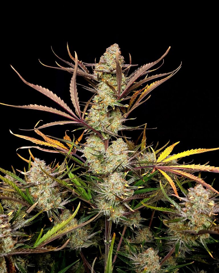 Apple Strudel Auto™ cannabis bud by Fast Buds, glistening with resin and bursting with baked apple and cinnamon aromas, showcasing dessert-inspired flavors and potent autoflower genetics.