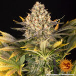 A cannabis plant grown from Banana Punch seeds by Barney's Farm Company.