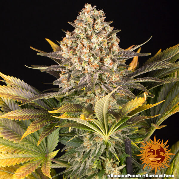 A cannabis plant grown from Banana Punch seeds by Barney's Farm Company.