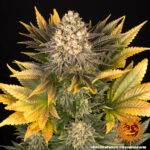 BANANA PUNCH - Image 2