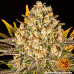 BANANA PUNCH - Image 3