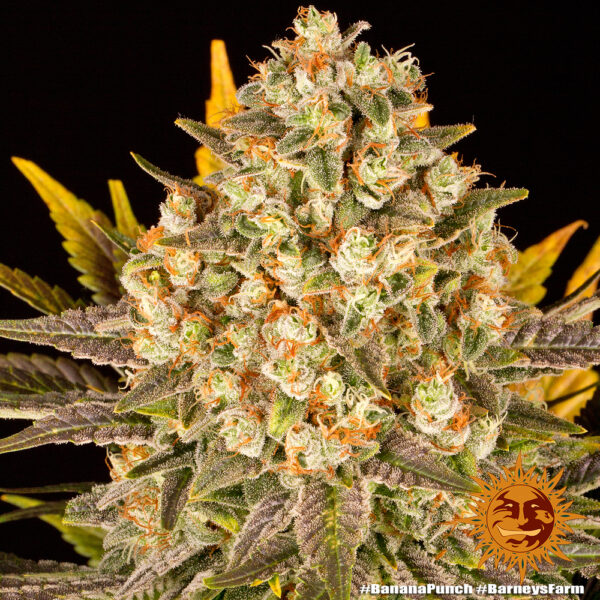 BANANA PUNCH - Image 3