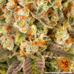 BANANA PUNCH - Image 4