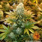 BANANA PUNCH - Image 5