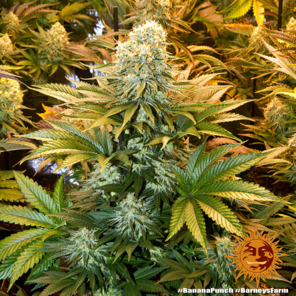 BANANA PUNCH - Image 5