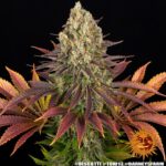 A cannabis plant grown from Biscotti seeds by Barney's Farm, showcasing dense, resin-rich buds with deep coloration and a thick trichome coating.