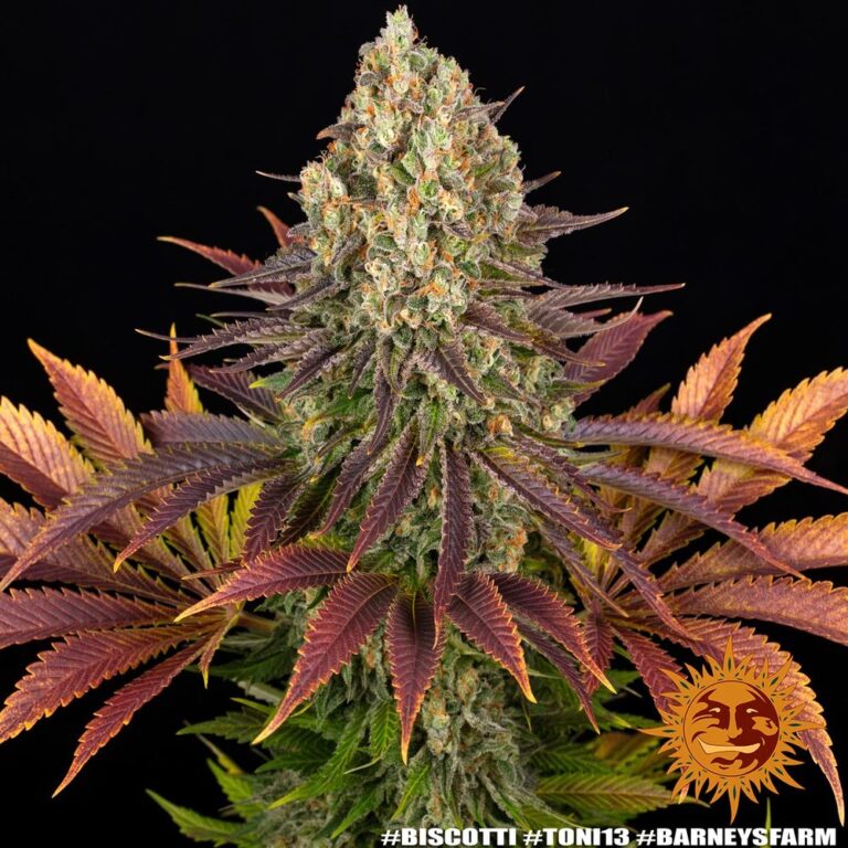A cannabis plant grown from Biscotti seeds by Barney's Farm, showcasing dense, resin-rich buds with deep coloration and a thick trichome coating.