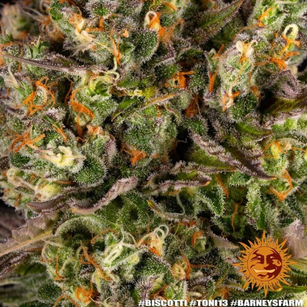 BISCOTTI - Image 9