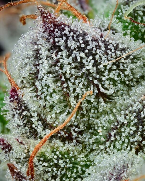 A cannabis plant grown from Black Cherry Gushers seeds by Barney's Farm Company.