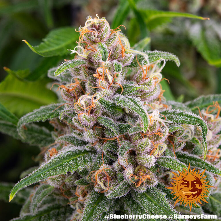 A lush, majestic, and beautiful cannabis plant full of buds, grown from Blue Cheese seeds cultivated by Barney's Farm Company.