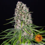BLUE CHEESE - Image 2