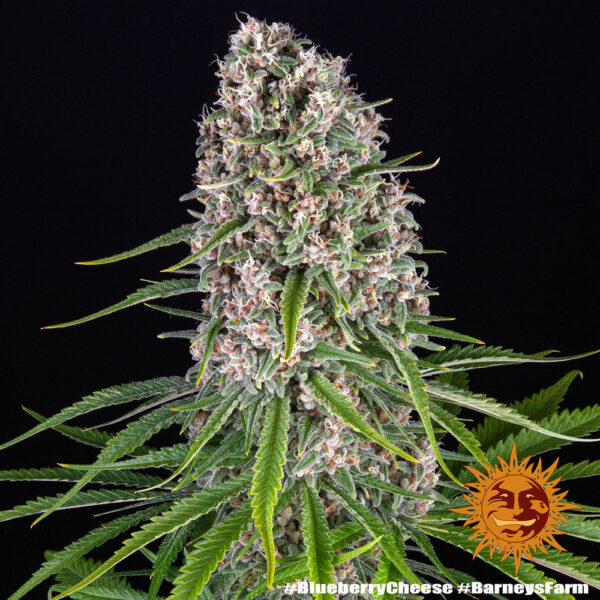 BLUE CHEESE - Image 2