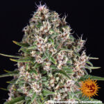 BLUE CHEESE - Image 3