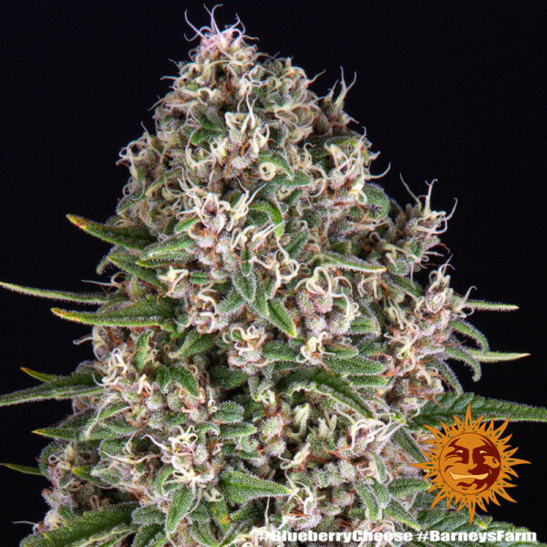 BLUE CHEESE - Image 3