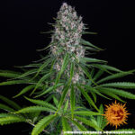 BLUE CHEESE - Image 4