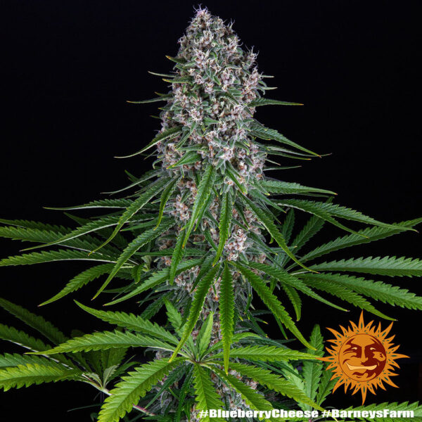 BLUE CHEESE - Image 4