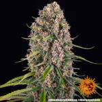 BLUE CHEESE - Image 5