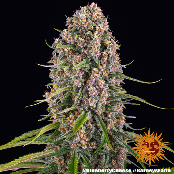 BLUE CHEESE - Image 5