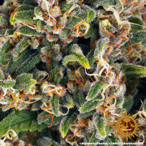 BLUE CHEESE - Image 6
