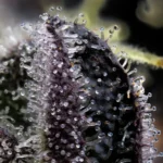 BLUE DREAM - Image 2
