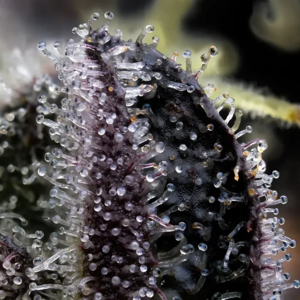 BLUE DREAM - Image 2