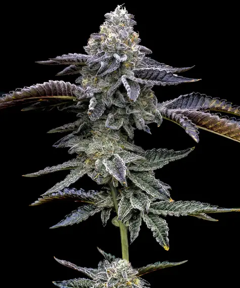 A cannabis plant grown from Blue Dream seeds, showcasing dense, trichome-rich buds with vibrant green and blue hues.