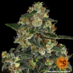 BLUE GELATO 41 - Image 3