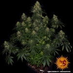 BLUE GELATO 41 - Image 2