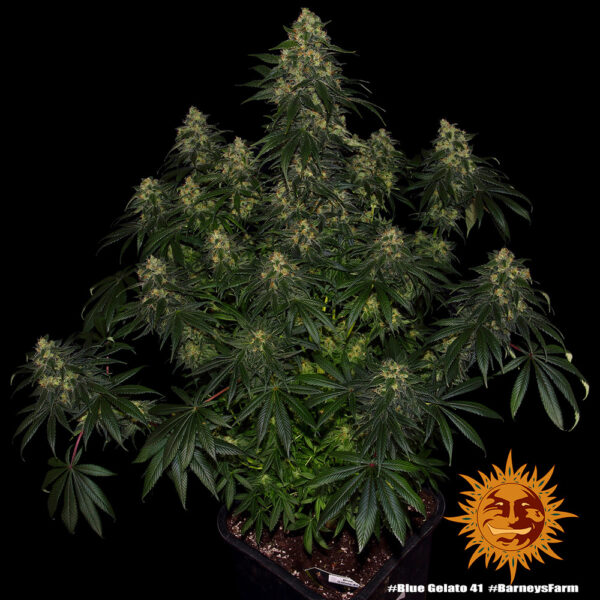 BLUE GELATO 41 - Image 2