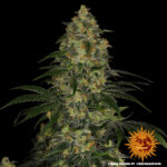 A cannabis plant grown from Gorilla Zkittlez seeds by Barney's Farm Company.