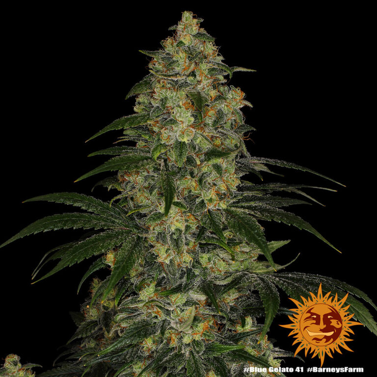 A cannabis plant grown from Gorilla Zkittlez seeds by Barney's Farm Company.