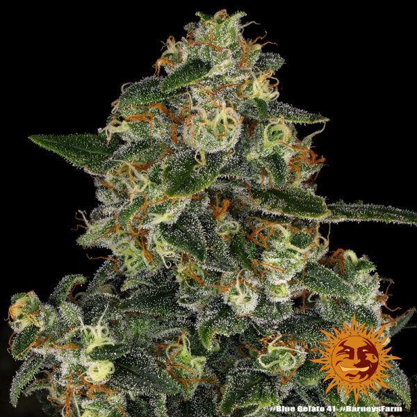 BLUE GELATO 41 - Image 3