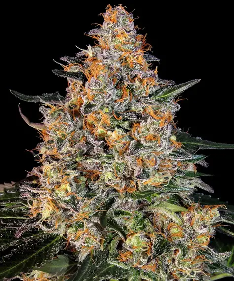A cannabis plant grown from Bubba Kush seeds, showcasing dense, resin-rich buds with hues ranging from forest green to pale purple and a thick trichome coating.