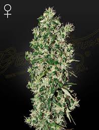 a cannabis plant grown from Big Tooth seeds by Green House