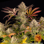BLUE SUNSET SHERBERT - Image 4