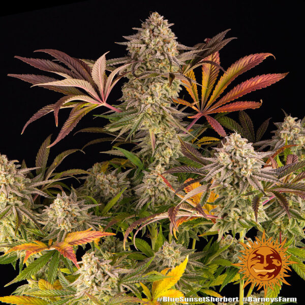 BLUE SUNSET SHERBERT - Image 4