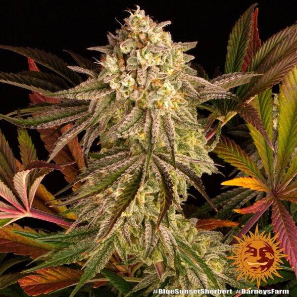 BLUE SUNSET SHERBERT - Image 3