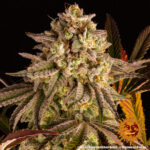 BLUE SUNSET SHERBERT - Image 2