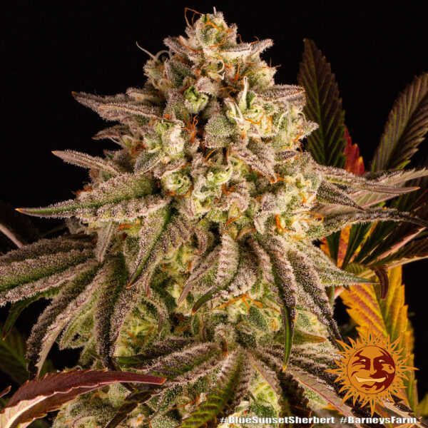 BLUE SUNSET SHERBERT - Image 2