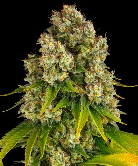 A lush, majestic, and beautiful cannabis plant full of buds, grown from Cheese Auto seeds cultivated by Barney's Farm Company.