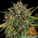 A cannabis plant grown from Cheese seeds by Barney's Farm Company.