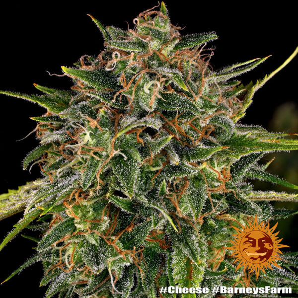 A cannabis plant grown from Cheese seeds by Barney's Farm Company.